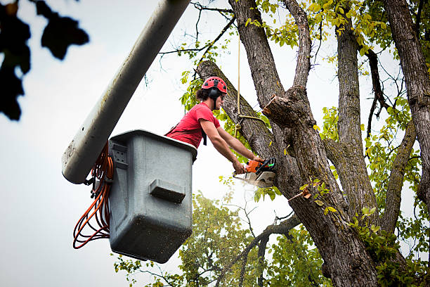 Tree Root Removal in Gotha, FL